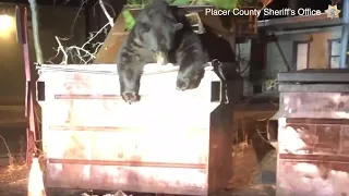 Deputies rescue dumpster-diving bear
