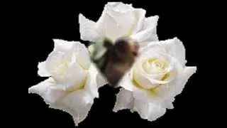 les roses blanches vidéo_0001.wmv