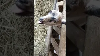 Родились козлята!!! Как кормить козлят 🤨
