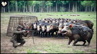 How Canadian Farmers Use Traps To Deal With Millions Of Wild Boars Invading Farms