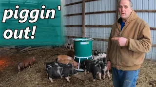 dinner on demand: a new pig feeder