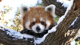 雪を満喫するレッサーパンダ イチゴ／野毛山動物園