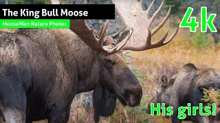 The King Bull Moose and His Girls