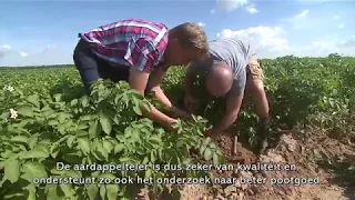 Gecertificeerd pootgoed... de basis voor een geslaagde aardappelteelt.