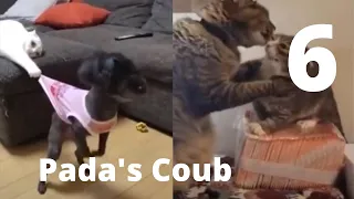 💌Best Coub Приколы V6 - BEST CUBE PADA'S COUB Part 6 - 🌊Memes Cube Compilation