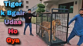 Tiger k Bgair Main Udas Ho gya Or Usay Wapis Le Aya 😭 | Nouman Hassan |