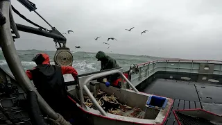 Dungeness Crabbing On The Arctic Fox