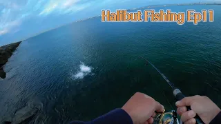 Halibut Fishing Ep11.  Birds  fishes  fishermen/Lucky craft Flash Minnow 110/광어낚시 11편