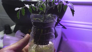 Water Bottle Kratky Hydroponic for Tomato