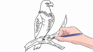 How to Draw an Eagle Easy Step by Step