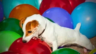 Cats and Dogs Vs. Balloons 🐱🐶 Funny Cats and Dogs Playing Balloons(Part 2) [Funny Pets]