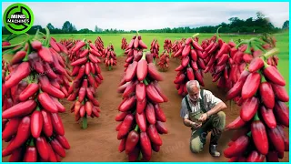 The Most Modern Agriculture Machines That Are At Another Level,How To Harvest Chili Pepper In Farm▶2