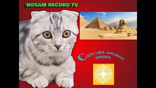 The relationship of cats to the ancient Egyptians and the Sphinx  - Cute and Funny Cat Videos