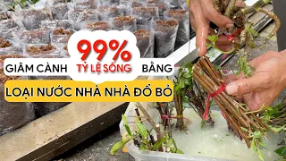 GIÂM CÀNH 99% TỶ LỆ SỐNG bằng loại nước mà NHÀ NHÀ ĐỔ BỎ