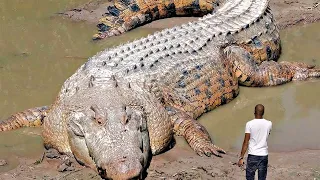 Unglaubliche Krokodil-Momente mit der Kamera festgehalten