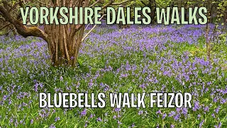 Yorkshire Dales Walks Feizor Bluebells walk from Austwick