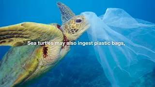 The Plight of Sea Turtles - World Environment Day 2018 #Connect2Earth