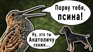 Охота на вальдшнепа. Woodcock hunting.