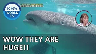 Meet the Whale sharks in Oslab ! [Battle Trip/2018.09.02]