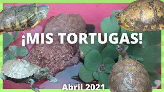 ¡TODAS MIS TORTUGAS! 🐢|Actualización abril 2021