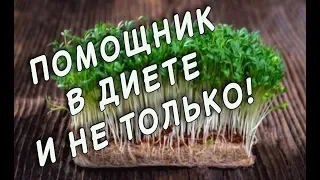 СУПЕР-ПРОРОСТКИ! Еда будущего! ВИТАМИННАЯ БОМБА для вашего организма!