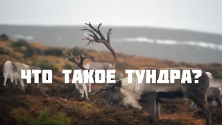 Что такое Тундра?