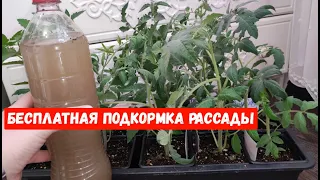 ВСЕГДА ТАК КОРМЛЮ РАССАДУ И ПОЛУЧАЮ БОГАТЫЙ УРОЖАЙ! ОБЯЗАТЕЛЬНАЯ ПОДКОРМКА НА БЕСПЛАТНОЙ ОСНОВЕ!