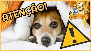 Padaria Pet - 10 sinais de alerta que indicam que seu pet precisa de ajuda