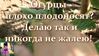 Если огурцы плохо плодоносят, делаю так. Урожай ведрами! Почему огурцы не плодоносят, чем подкормить