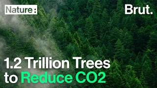 Planting 1.2 Trillion Trees Could Cancel Out a Decade of CO2 Emissions