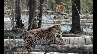 Ягуары, тигр и лев на деревьях. Подмосковный Сафари-парк