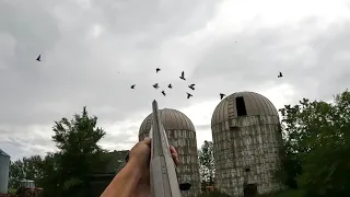 Our BEST Grain Bin Pigeon Hunt of the Year! (Pigeon Hunting)