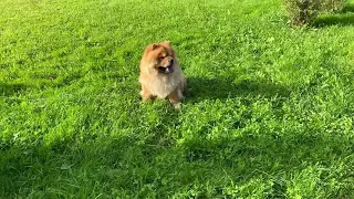 Существуют ли Мини Чау-Чау? Да! / Are there Mini Chow Chows? Yes!