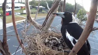 Magpie Feeds Young Ones Lying in a Nest - 1070020-1
