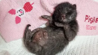 복철이 탯줄 떨어지다 ㅣ탯줄이 떨어진 새끼고양이 The Kitten's Umbilical Cord Fell Off