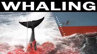 Whale Hunting and Its Future | 1970 Documentary on Whales and Whaling Industry