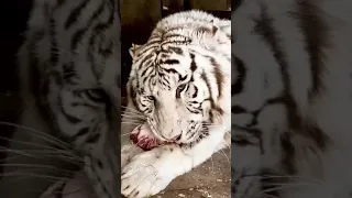 У белого тигра обед! White tiger has lunch!#shorts