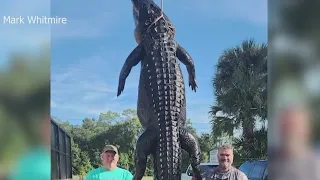 13-foot alligator caught in Central Florida lake