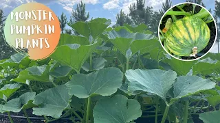 We've Never Seen Pumpkin Plants Like This! -- *FULL GARDEN TOUR*