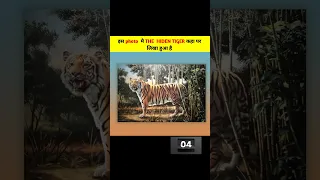 'अगर आपका 🧠दिमाग और 👀आँख तेज़ है| तो इस फोटो मै THE HEDIN TIGER कहा पर लिखा है बताओ #newillusion