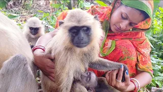 Very emotional situation of this mother langoor who dropped on bridge and lost her left eye