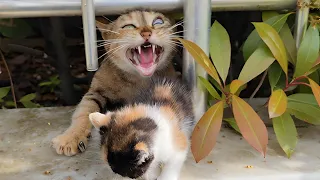 The mother cat turns into a wild cat while protecting her kittens.But the kittens were really cute.