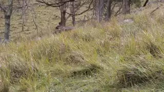 Fox Hunting - Up close pest  eradication.