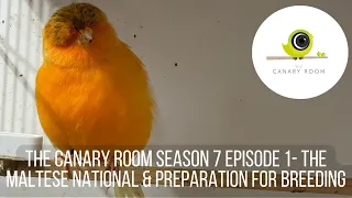 The Canary Room Season 7 - Episode 1 The Maltese National and Preparation for breeding