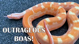 STACKING GENES IN BOAS FOR THE BEST OUTCOME!