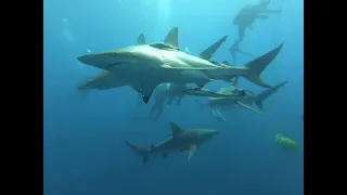 Summer Time Shark Diving on Aliwal Shoal