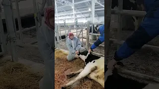 Как давать болюсы коровам? Ручное введение болюсов на одной из ферм КРС с помощью болюсодавателя.