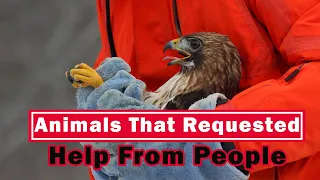 Animals That Requested Help From People