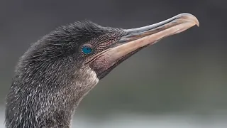 5 Most Unique Birds In The World!