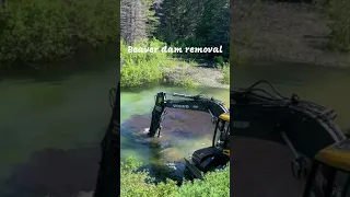 Beaver Dam Removal #shorts